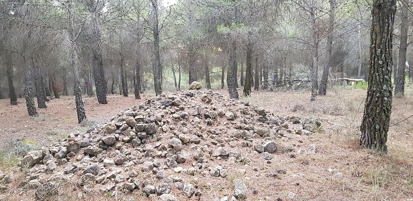 Location: bosque de pinos. Pine forest. I found these rocks piled up.
