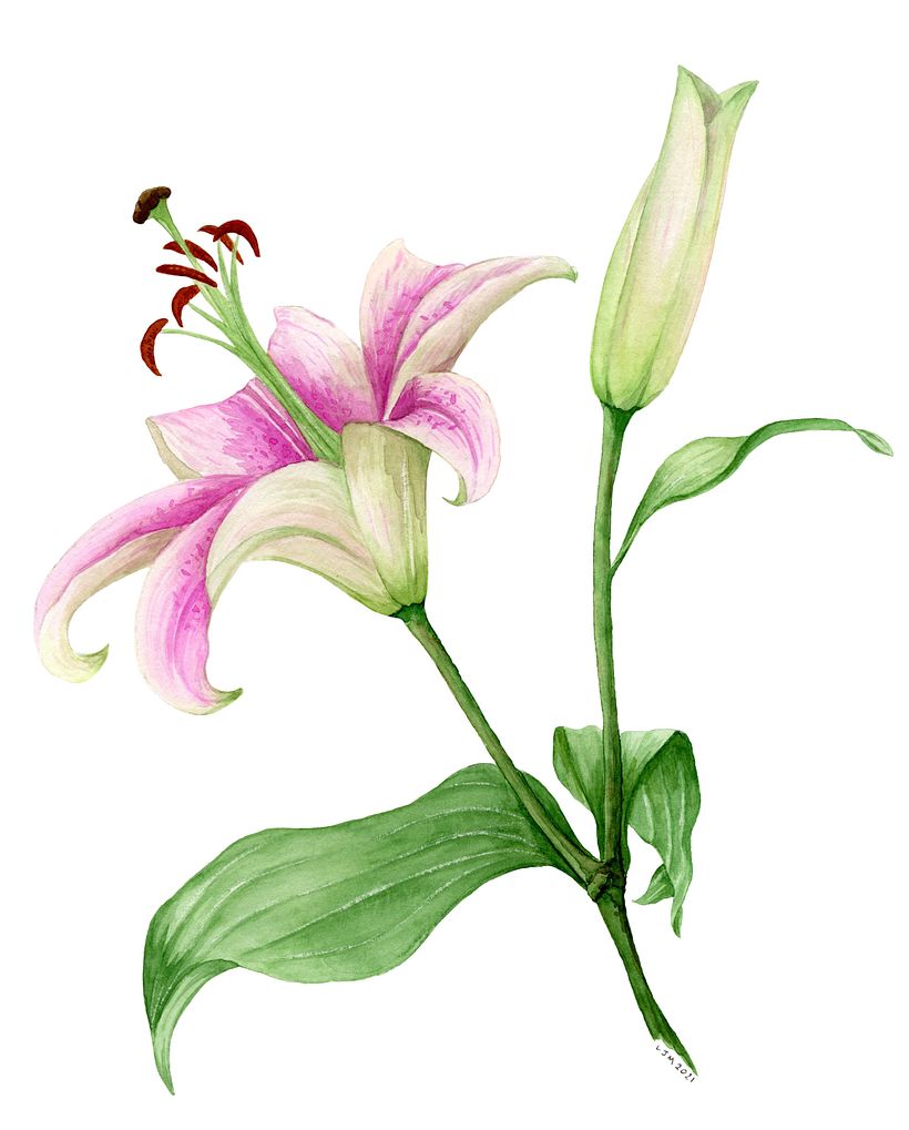 My project in Botanical Illustration with Watercolors course 0