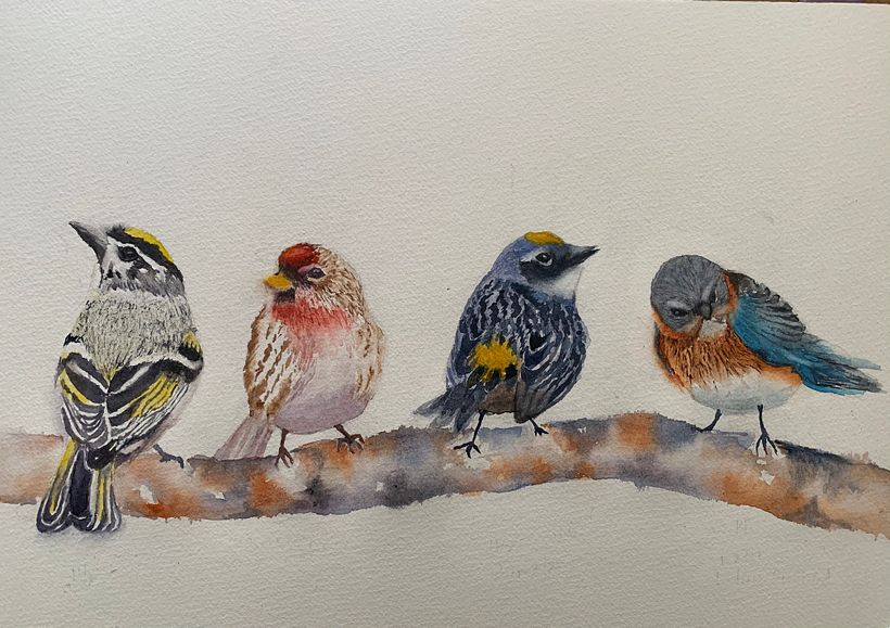 From to r: Pine Siskin, Common Redpoll, Yellow-rumpled Warbler and Eastern Bluebird.