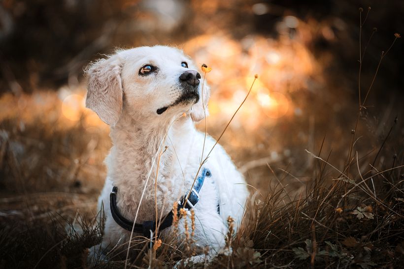 Milano Dog Photography 12