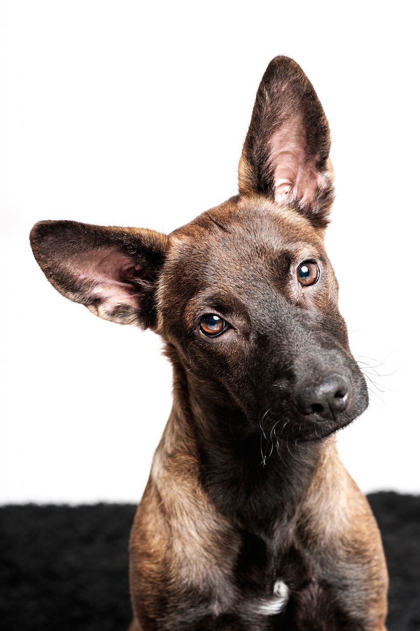 Milano Dog Photography 3