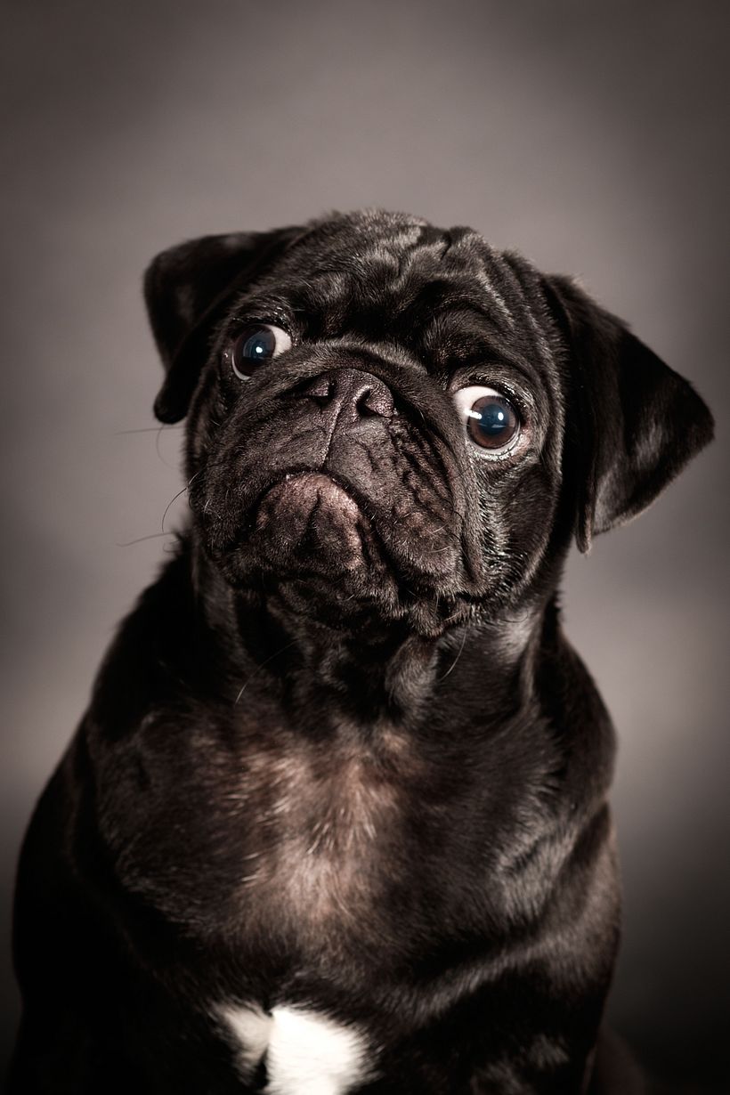 Milano Dog Photography 2