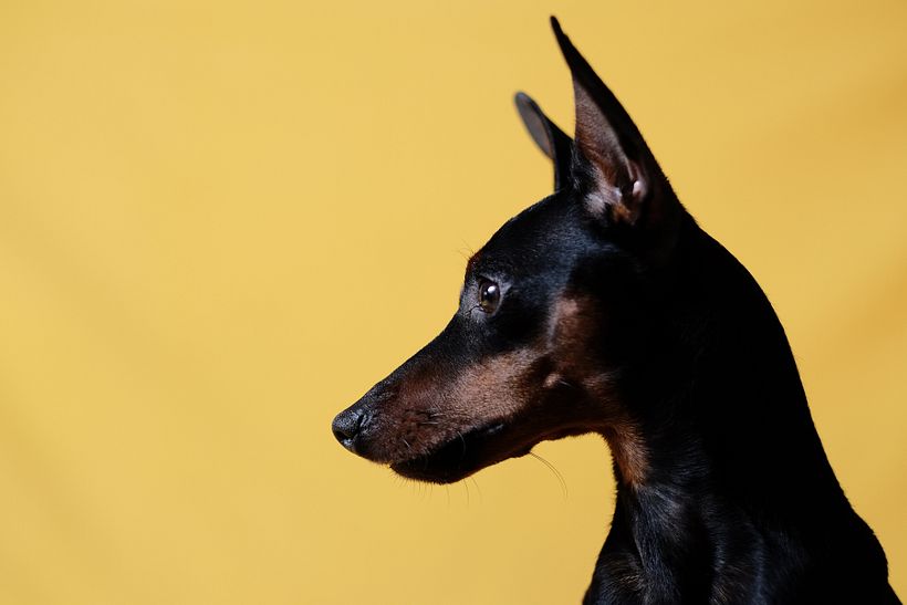 Milano Dog Photography 1