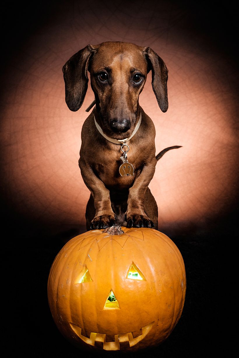 Milano Dog Photography 5