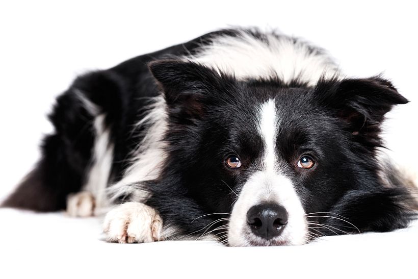 Milano Dog Photography 4