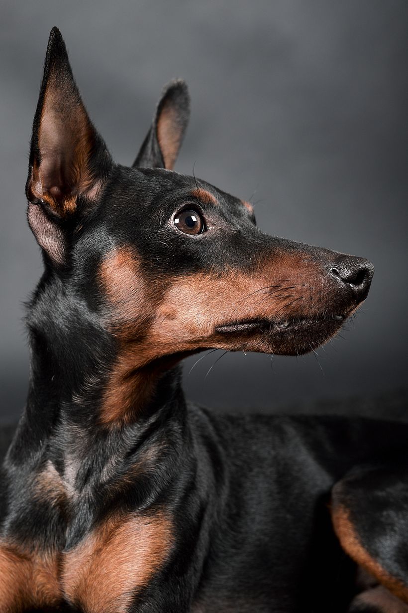 Milano Dog Photography 0
