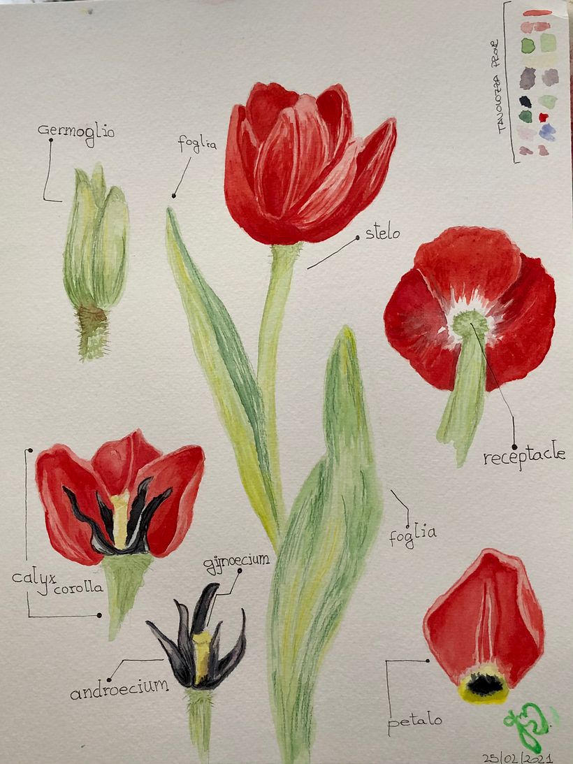 My project in Botanical Illustration with Watercolors course 0