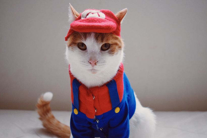 Sabrú Mascotas 2