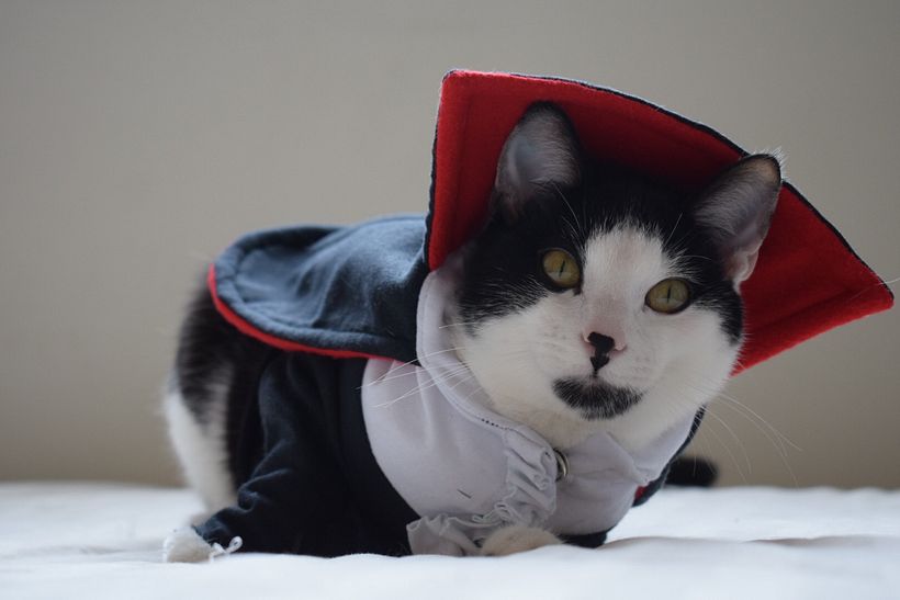 Sabrú Mascotas 3