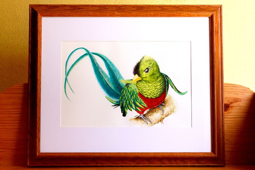 Quetzal, ave nacional de Guatemala. 0
