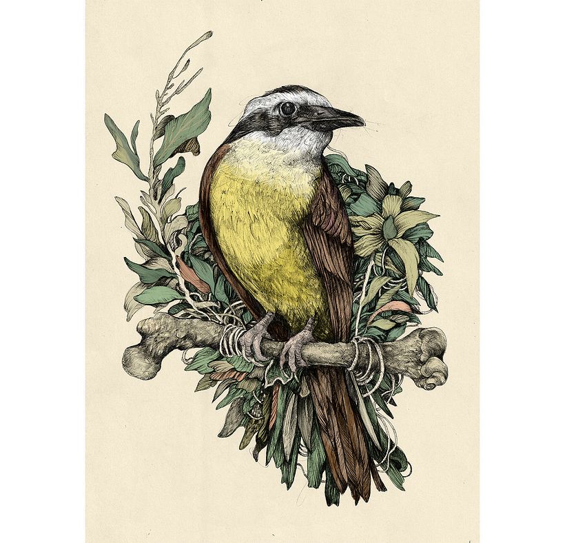 Tinta & Aves  4