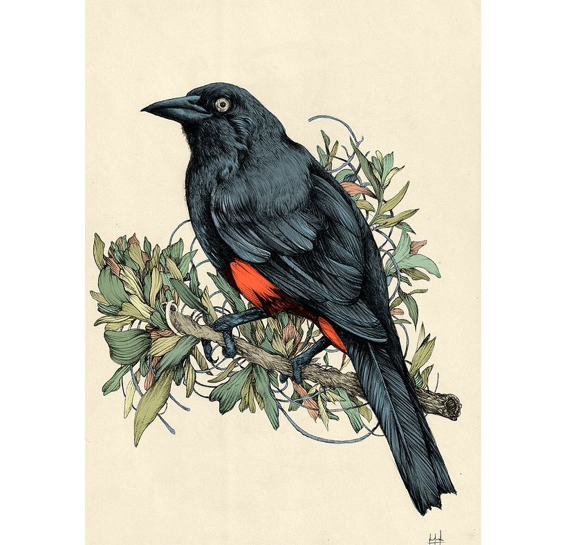 Tinta & Aves  9