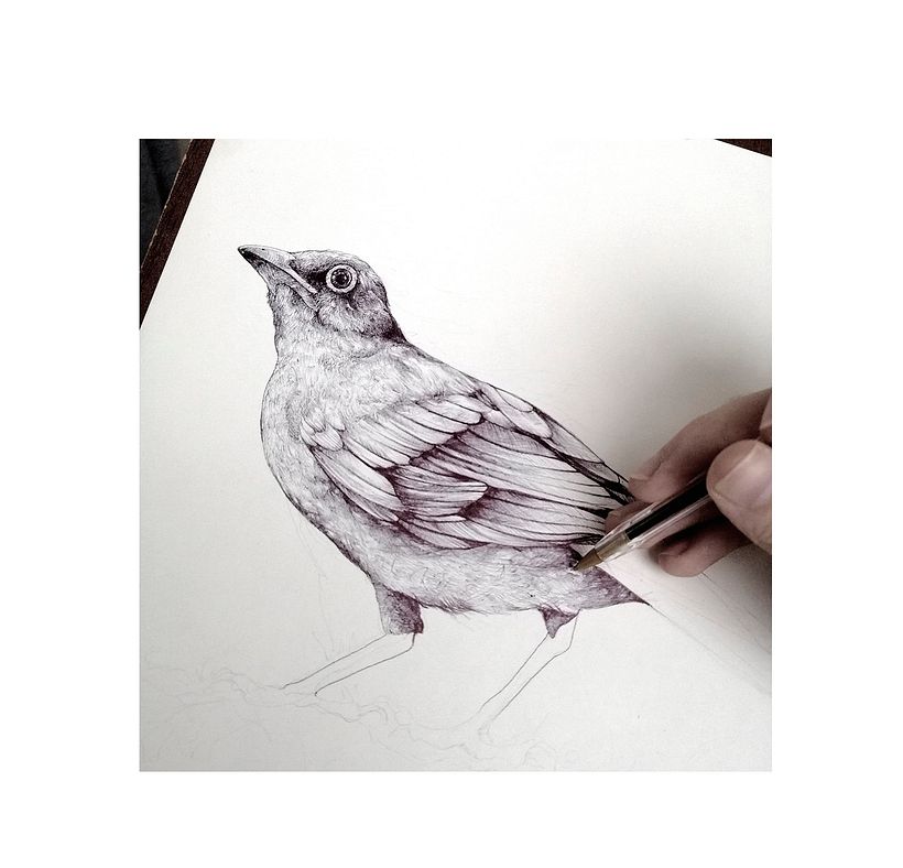 Tinta & Aves  10