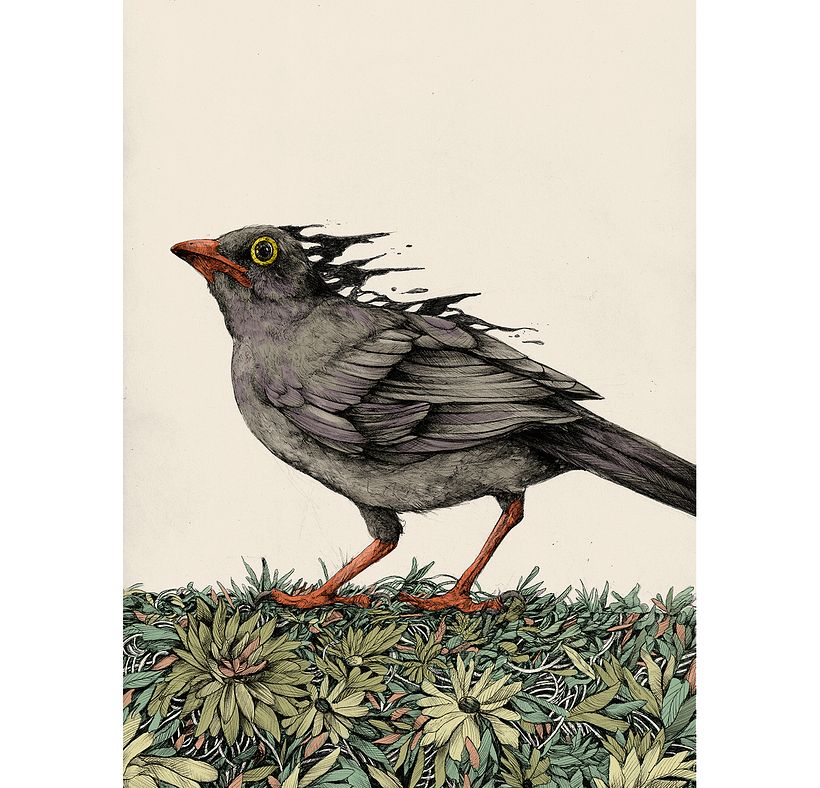 Tinta & Aves  12