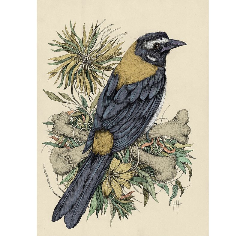 Tinta & Aves  7
