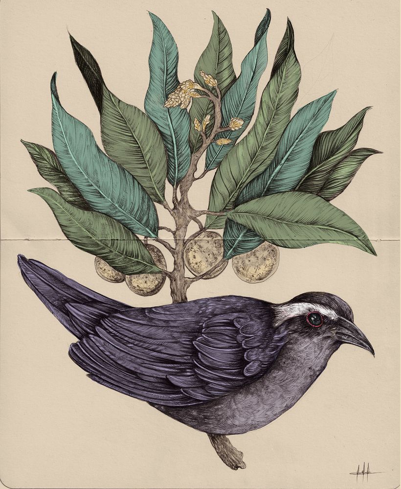 Tinta & Aves  16