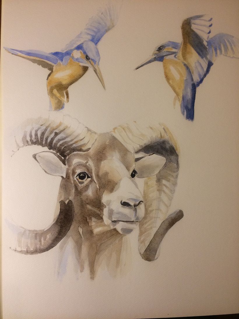 Mouflon and Kingfishers
