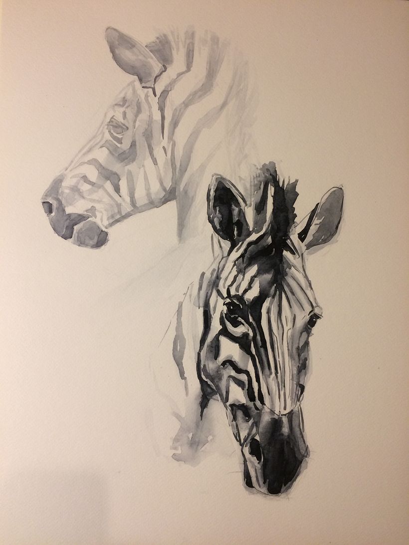 Zebras