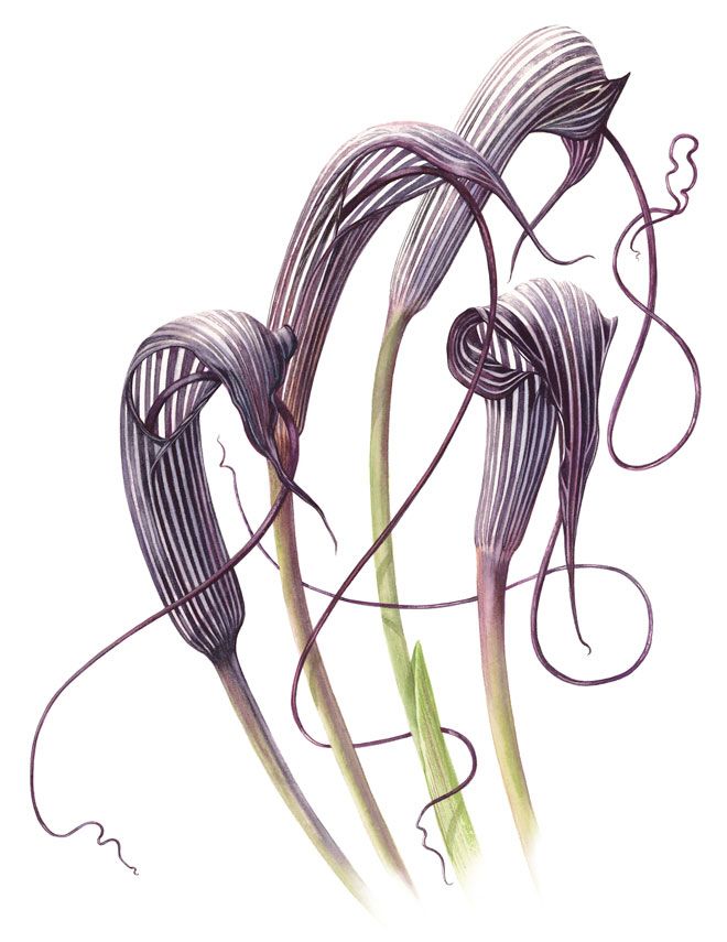 Billy Showell crea composiciones insólitas y fluidas.