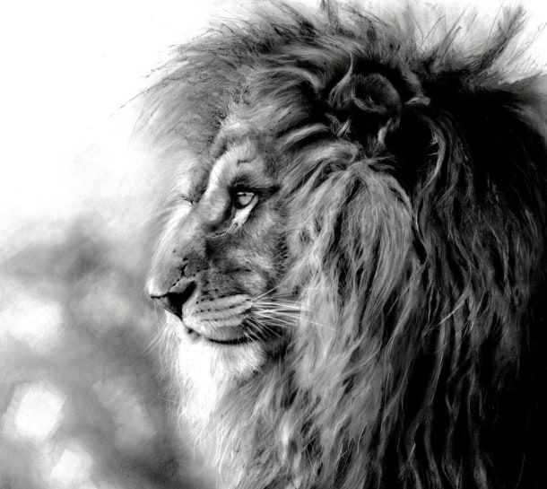 Charcoal illustration by Sarah Stokes.