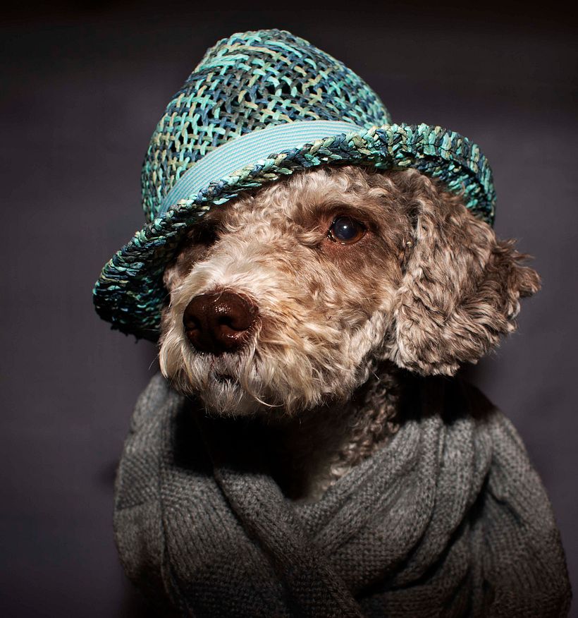 Mi Proyecto del curso: Introducción a la fotografía de perros 1