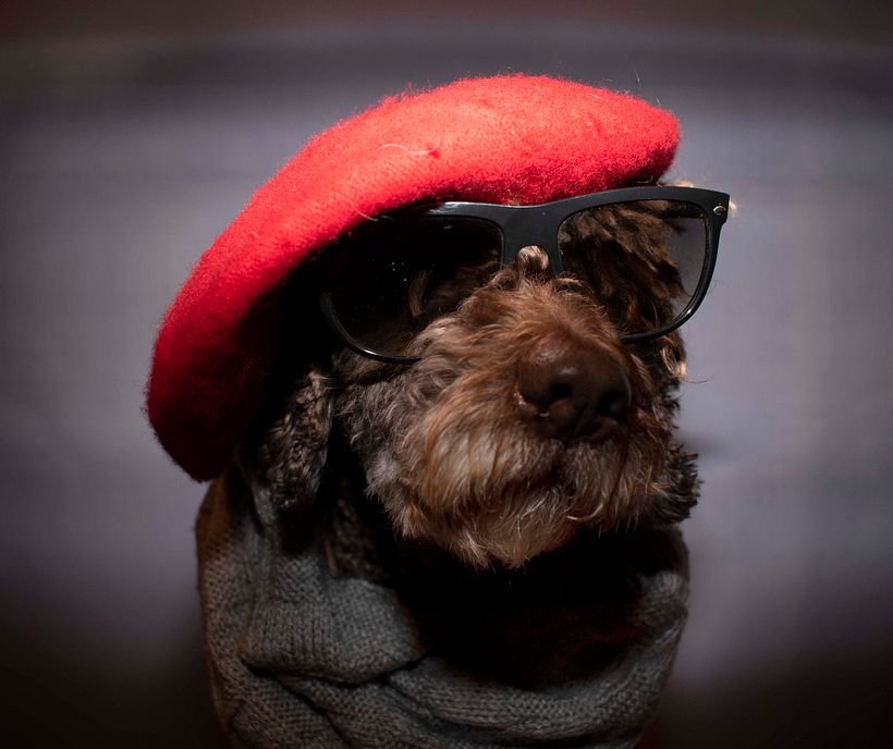 Mi Proyecto del curso: Introducción a la fotografía de perros 2