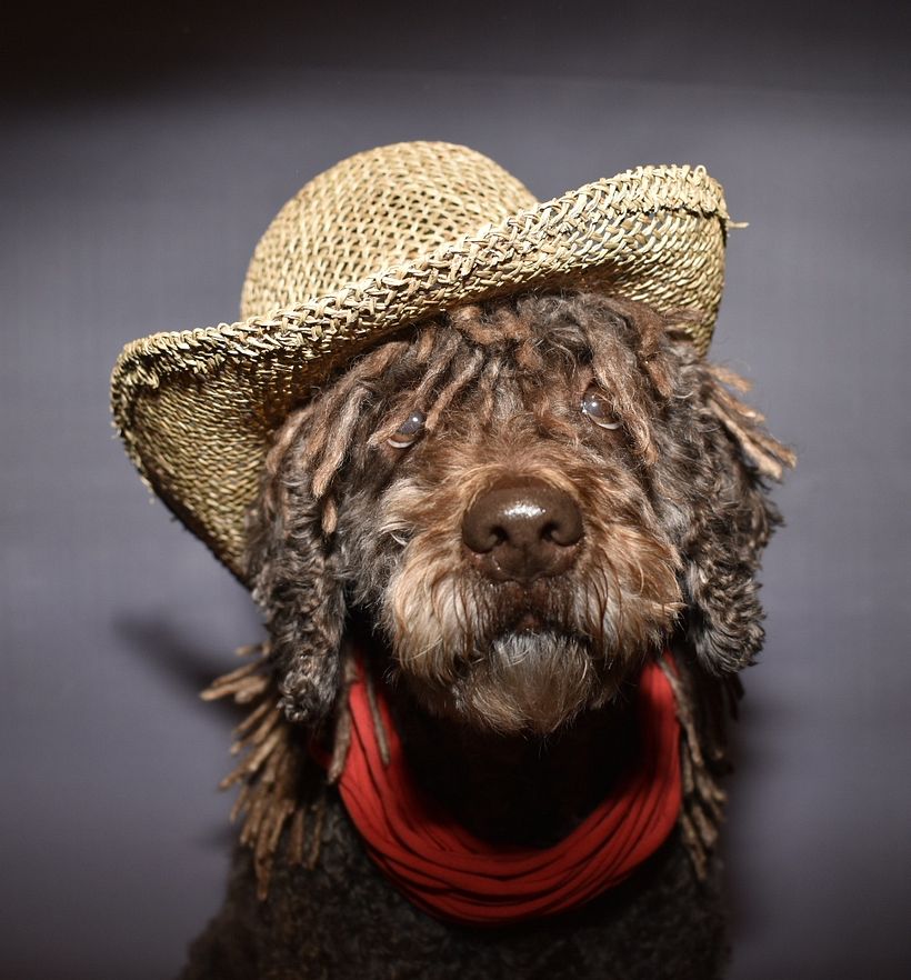Mi Proyecto del curso: Introducción a la fotografía de perros 5