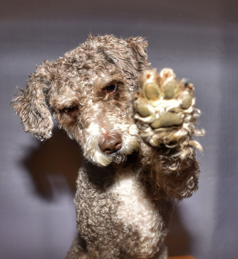 Mi Proyecto del curso: Introducción a la fotografía de perros 6