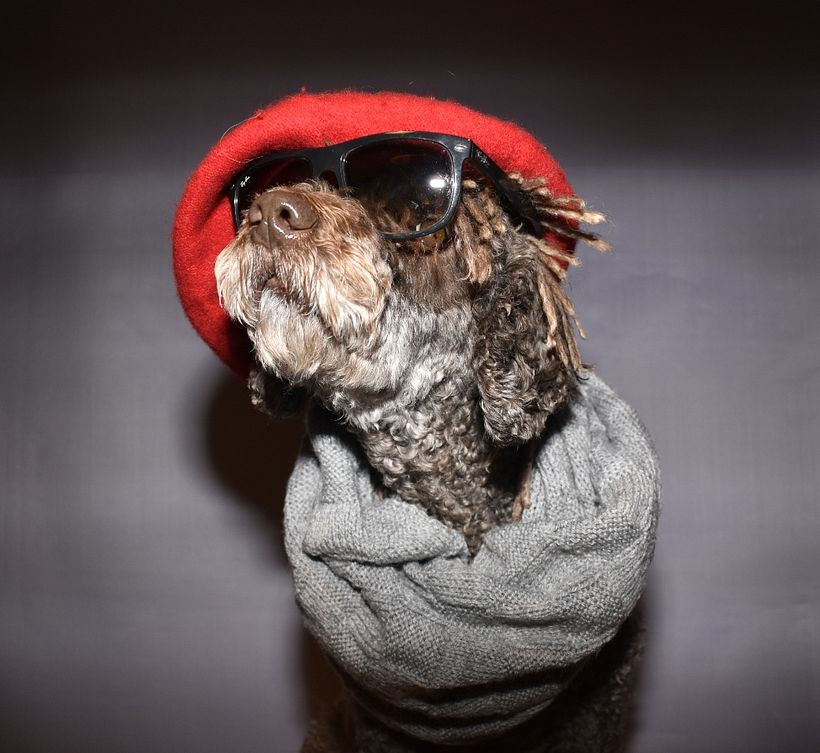 Mi Proyecto del curso: Introducción a la fotografía de perros 7