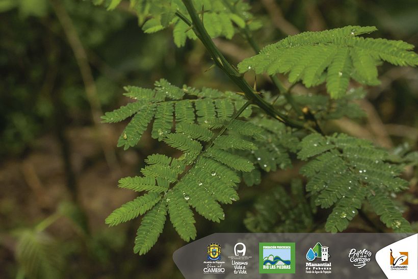 Diseños 2017 (impresos y digitales) 69