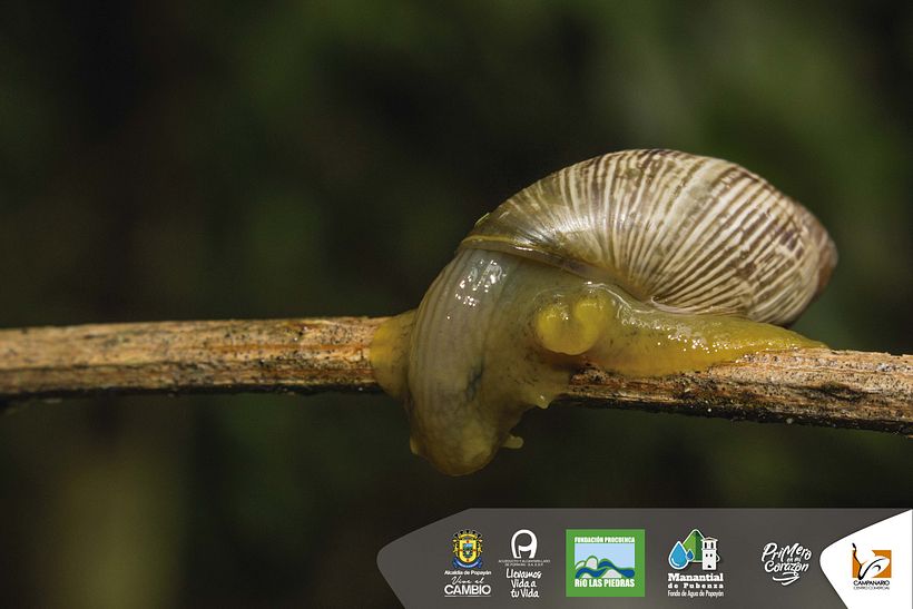 Diseños 2017 (impresos y digitales) 70