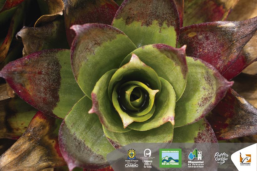 Diseños 2017 (impresos y digitales) 71