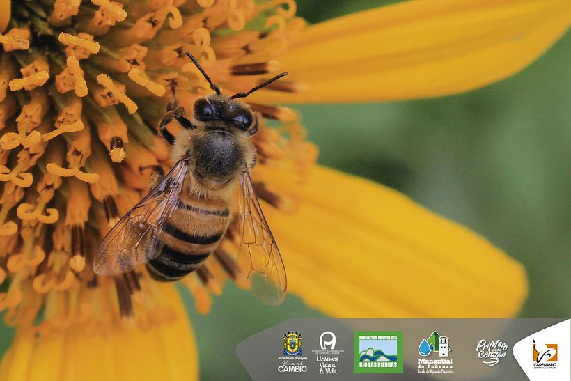 Diseños 2017 (impresos y digitales) 76