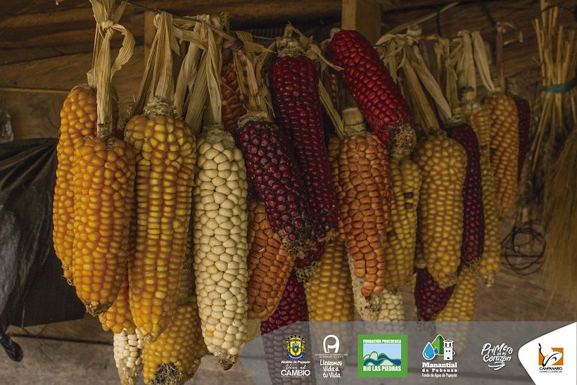 Diseños 2017 (impresos y digitales) 79