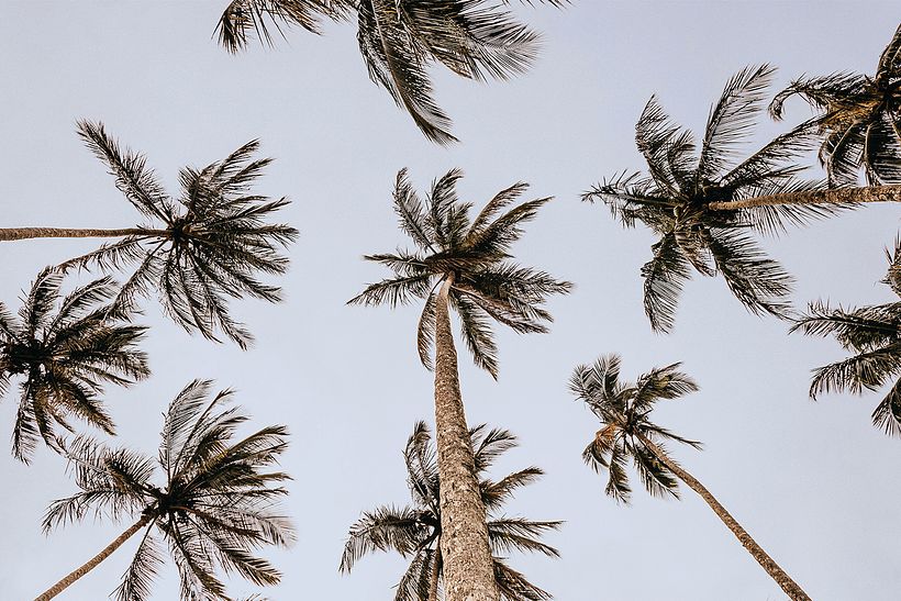 Cokowo, traditional and funny coco food 3