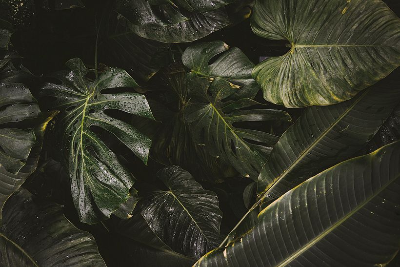 Cokowo, traditional and funny coco food 10