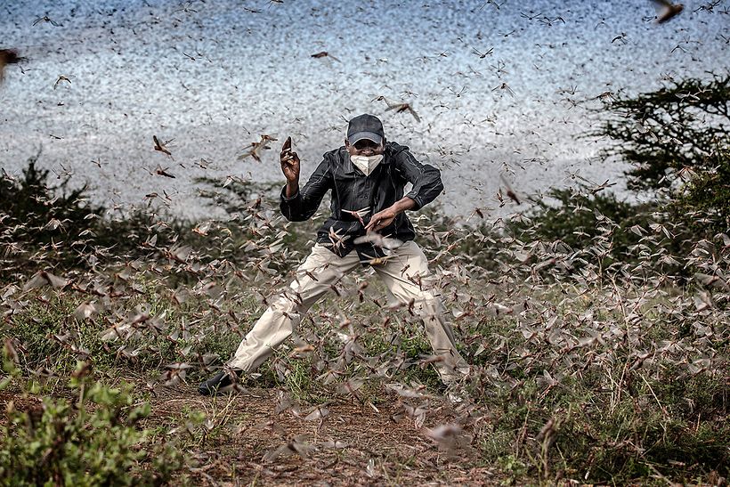 “Fighting Locust Invasión in East Africa" de Luis Tato. Imagen WPP.