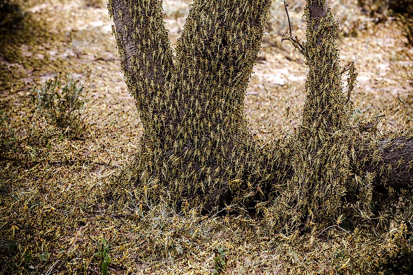 Fotografía de la colección Locust Invasion in East Africa de Luis Tato. Imagen vía WPP.