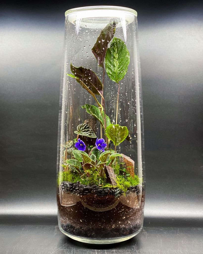Los pequeños jardines de Terrariumman son capaces de florecer.