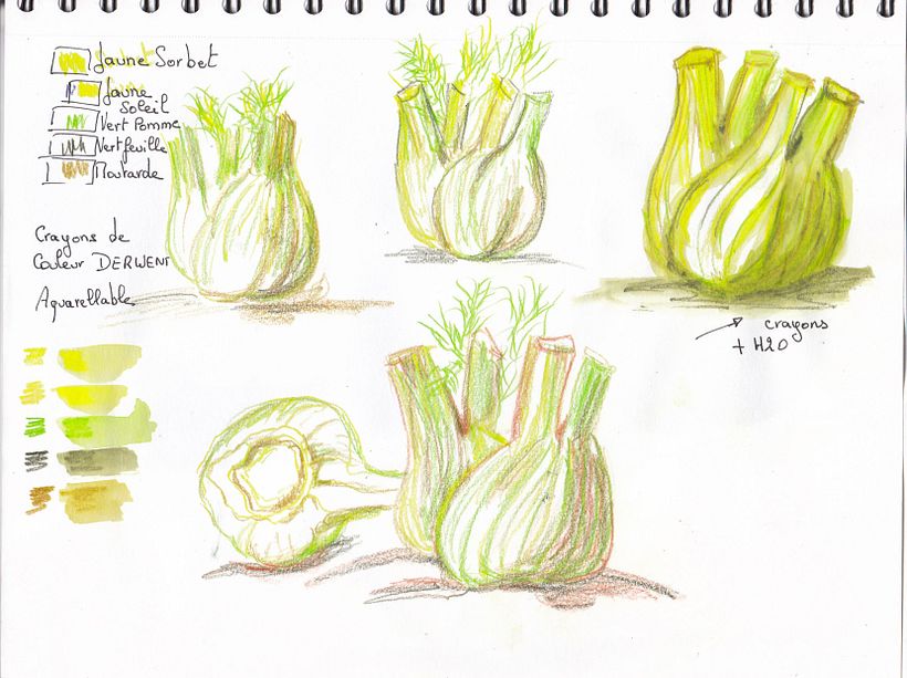 Fennel study 0