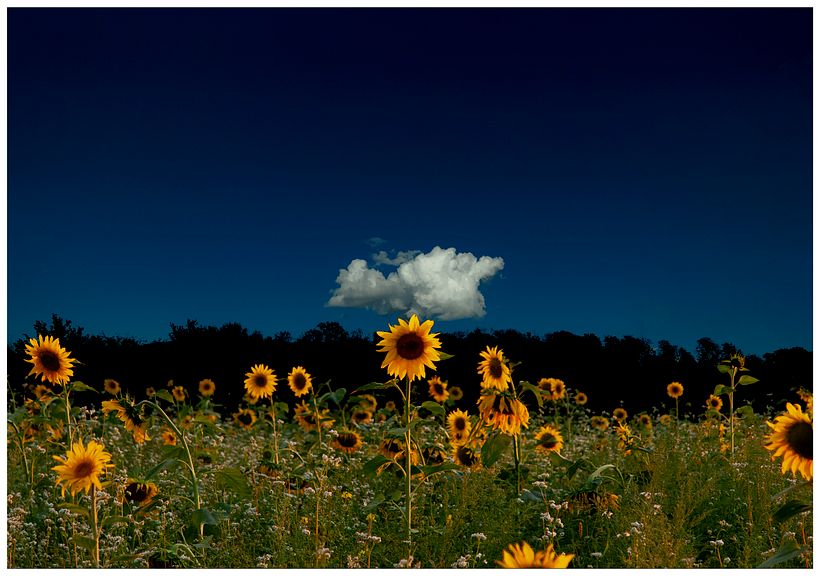 SunFlowerSkyLine