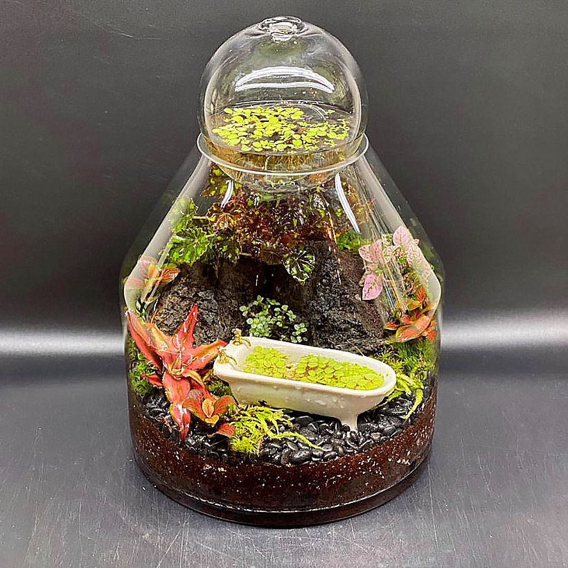 Jardín con una pequeña bañera y plantas acuáticas. Por Terrariumman.