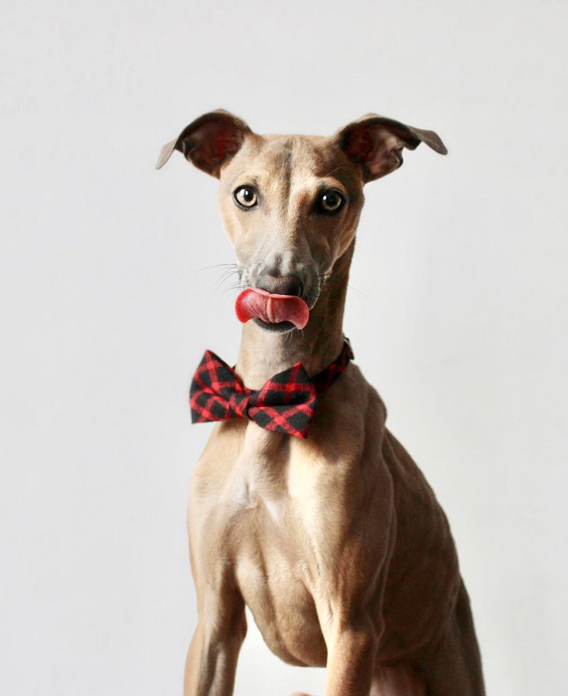 Mi Proyecto del curso: Introducción a la fotografía de perros 1