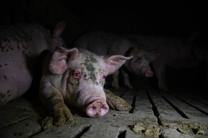 Aitor Garmendia retrata la vida de animales explotados. Foto por Aitor Garmendia.