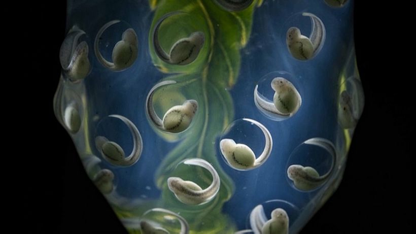 Jaime Culebras ha fotografiado el nacimiento de las ranas de cristal. Foto por Jaime Culebras.