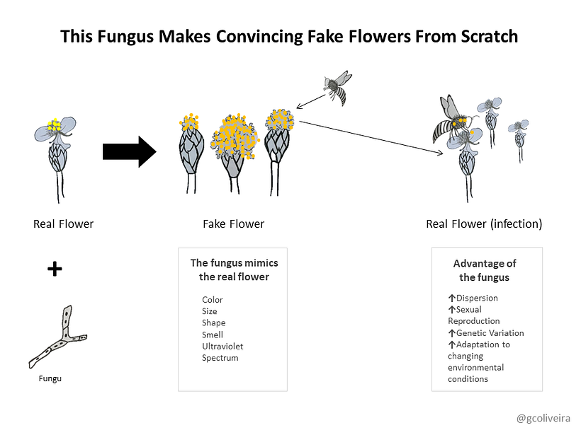 Scientists havediscovered a type of fungus in Guyana that sprouts fake flowers that are dead ringers for the canary yellow.