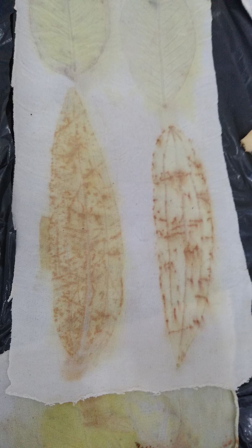 Amostra de impressão antes do banho fixador