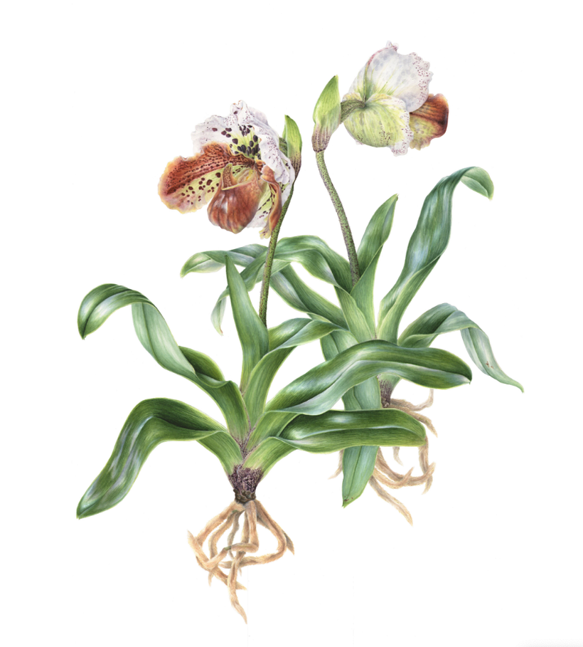 Isabel Mischka's work ranges from expressive contemporary art to scientific illustrations.
