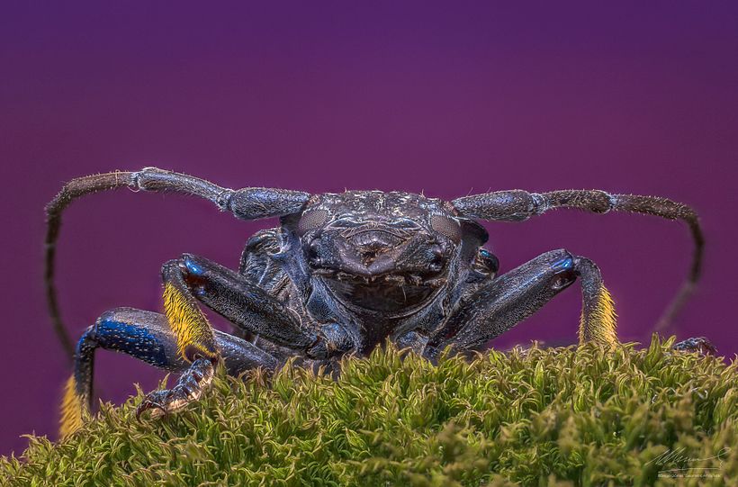 Longicornio , Macro Extremo 1