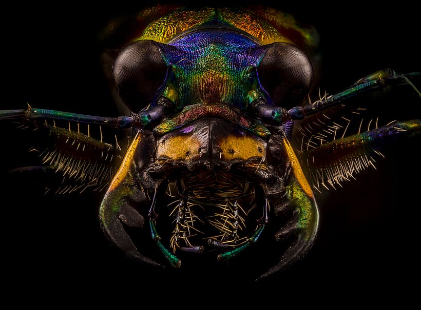 Escarabajo Tigre, Macro Extremo. 1